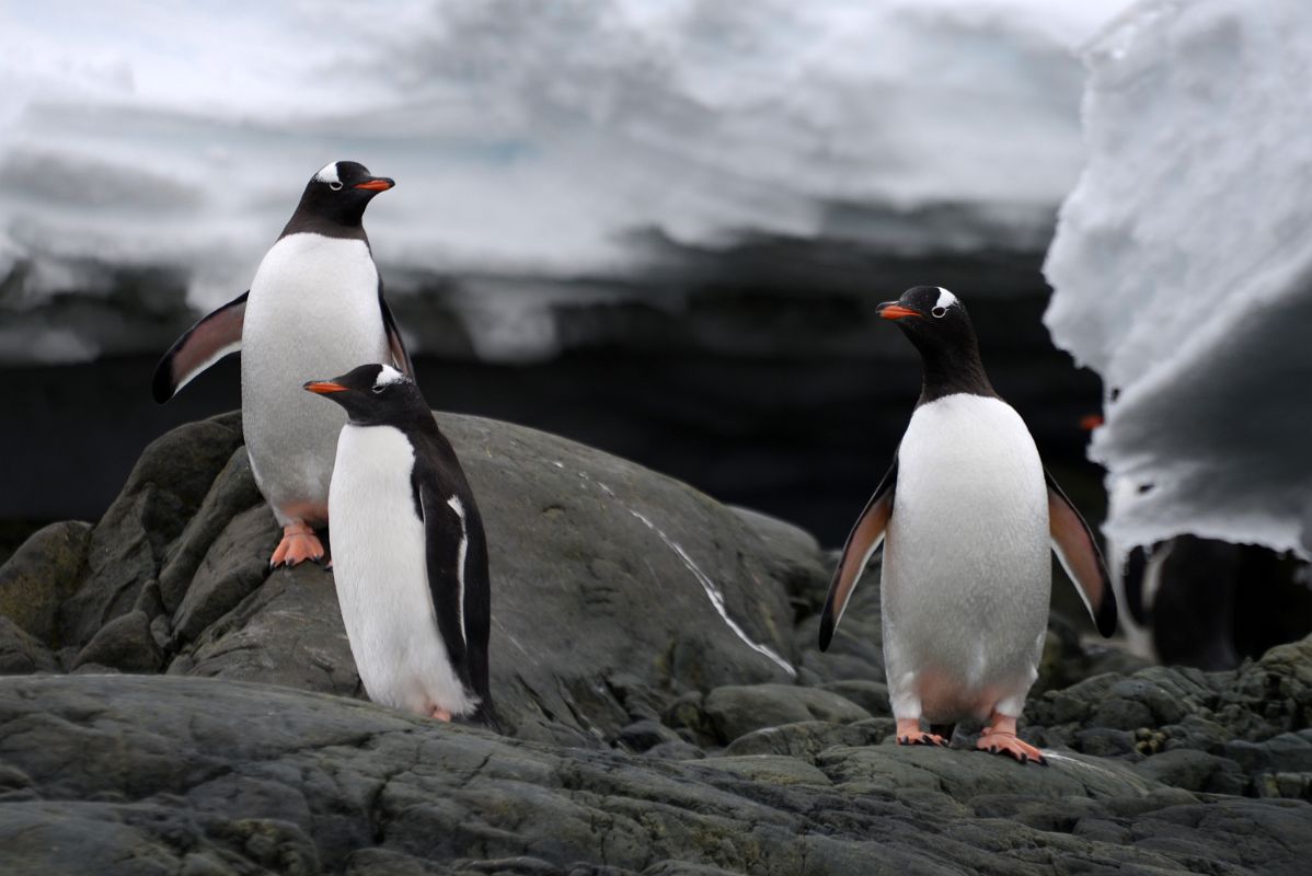 05E Three Gentoo Penguins On The Rocks Below Almirante Brown Station From Zodiac On Quark Expeditions Antarctica Cruise